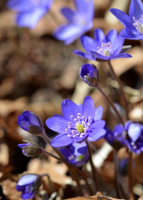 Blå Anemone. Foto Søren Faaborg Nielsen