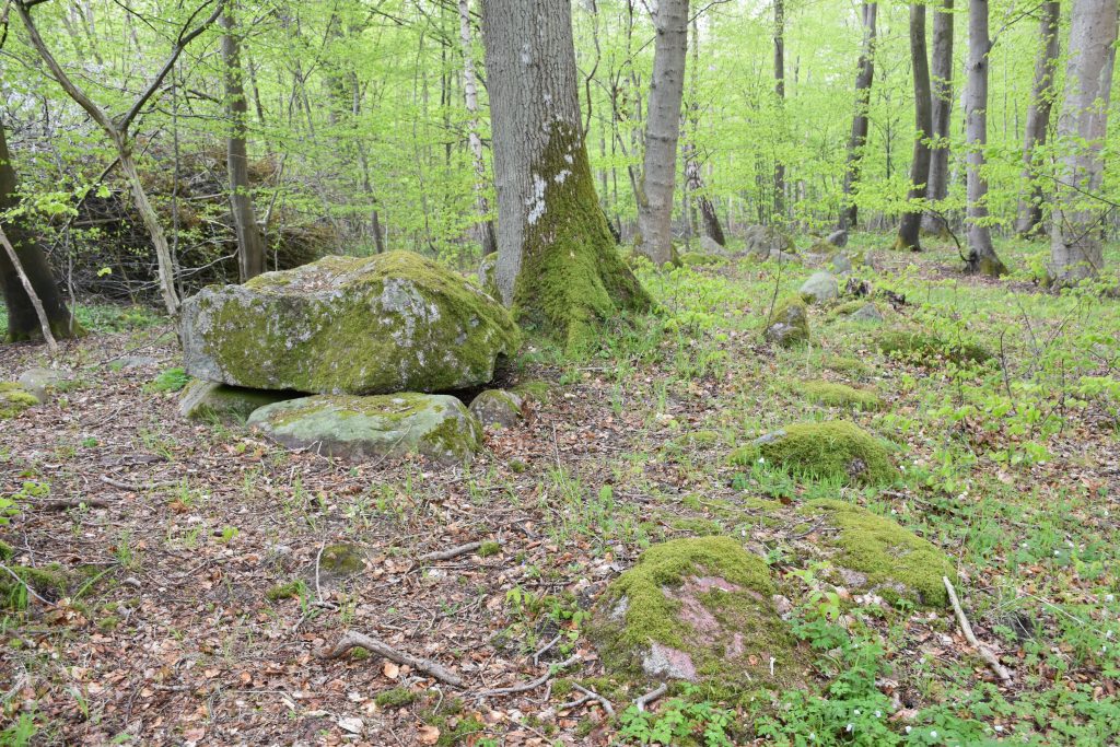 Frejlev Skov. Foto Søren Faaborg Nielsen