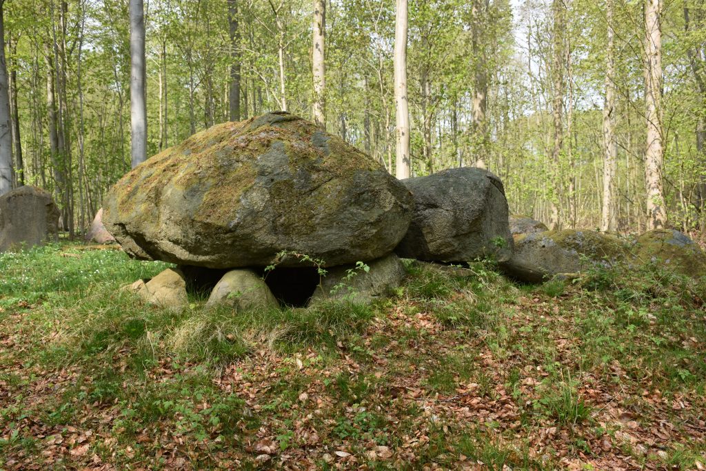 Frejlev Skov. Foto Søren Faaborg Nielsen